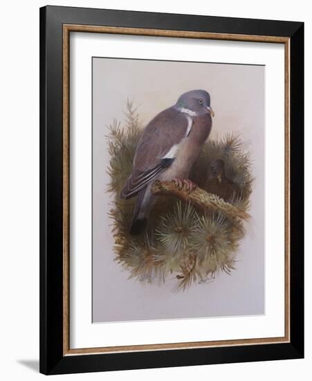 A Wood Pigeon or Ring Dove-Archibald Thorburn-Framed Giclee Print