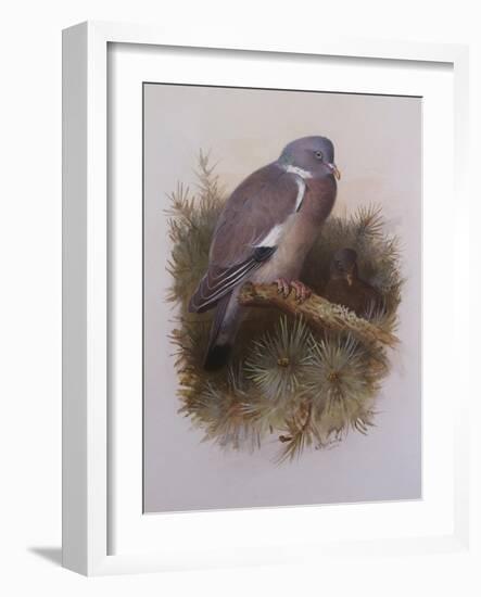 A Wood Pigeon or Ring Dove-Archibald Thorburn-Framed Giclee Print