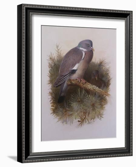 A Wood Pigeon or Ring Dove-Archibald Thorburn-Framed Giclee Print