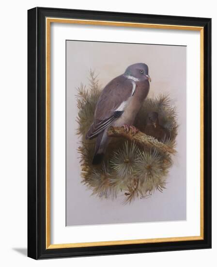 A Wood Pigeon or Ring Dove-Archibald Thorburn-Framed Giclee Print