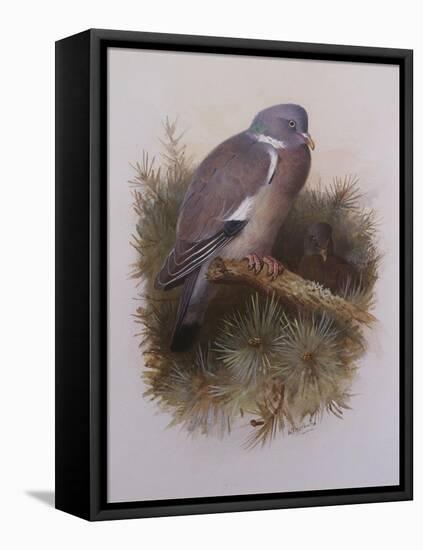 A Wood Pigeon or Ring Dove-Archibald Thorburn-Framed Premier Image Canvas