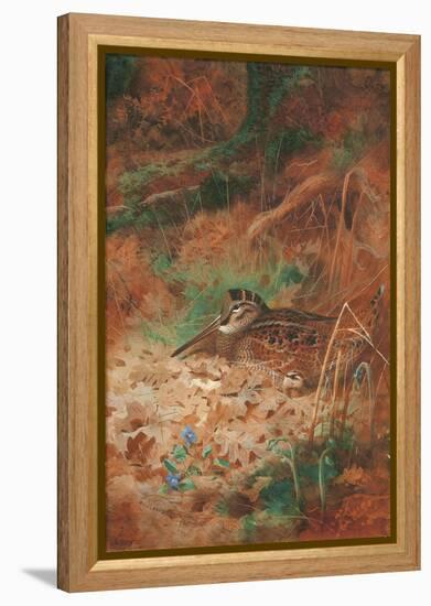 A Woodcock and Chick in Undergrowth, 1905 (Pencil and W/C on Paper)-Archibald Thorburn-Framed Premier Image Canvas
