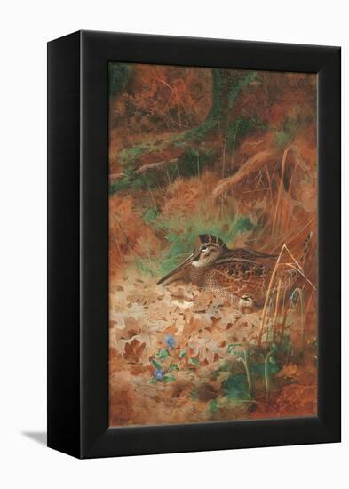 A Woodcock and Chick in Undergrowth, 1905 (Pencil and W/C on Paper)-Archibald Thorburn-Framed Premier Image Canvas