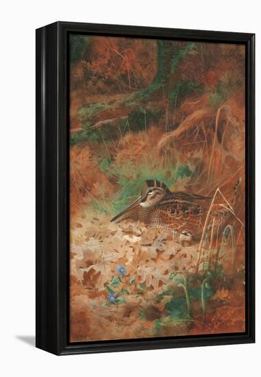 A Woodcock and Chick in Undergrowth, 1905 (Pencil and W/C on Paper)-Archibald Thorburn-Framed Premier Image Canvas