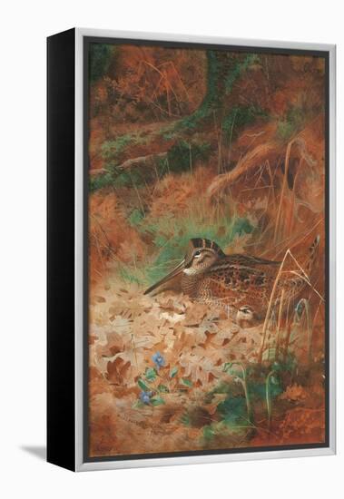 A Woodcock and Chick in Undergrowth, 1905 (Pencil and W/C on Paper)-Archibald Thorburn-Framed Premier Image Canvas