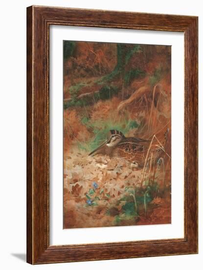 A Woodcock and Chick in Undergrowth, 1905 (Pencil and W/C on Paper)-Archibald Thorburn-Framed Giclee Print