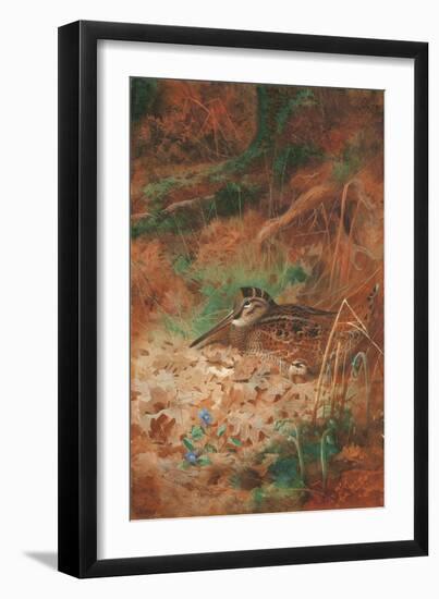 A Woodcock and Chick in Undergrowth, 1905 (Pencil and W/C on Paper)-Archibald Thorburn-Framed Giclee Print