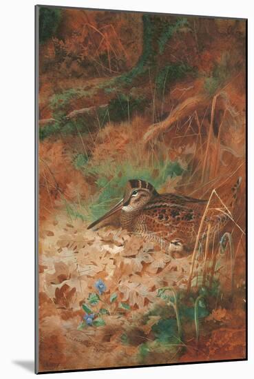 A Woodcock and Chick in Undergrowth, 1905 (Pencil and W/C on Paper)-Archibald Thorburn-Mounted Giclee Print