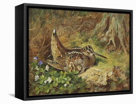 A Woodcock and Chicks, 1933-Archibald Thorburn-Framed Premier Image Canvas