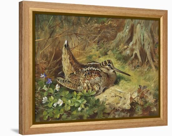 A Woodcock and Chicks-Archibald Thorburn-Framed Premier Image Canvas