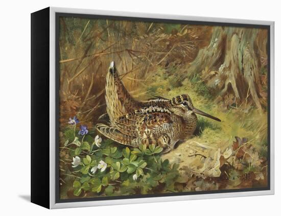 A Woodcock and Chicks-Archibald Thorburn-Framed Premier Image Canvas