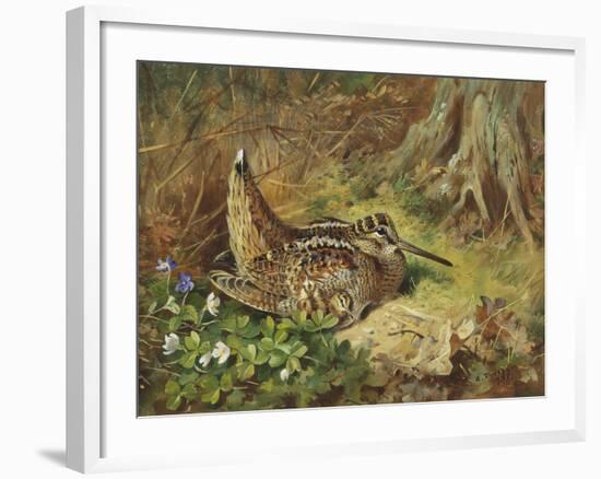 A Woodcock and Chicks-Archibald Thorburn-Framed Giclee Print