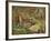 A Woodcock and Chicks-Archibald Thorburn-Framed Giclee Print