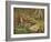 A Woodcock and Chicks-Archibald Thorburn-Framed Giclee Print