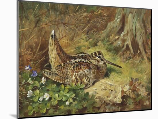 A Woodcock and Chicks-Archibald Thorburn-Mounted Giclee Print