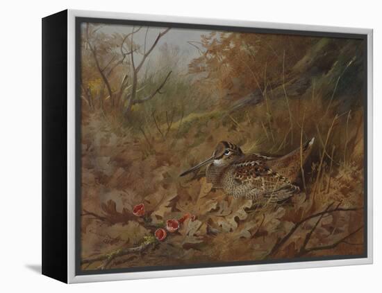 A Woodcock Nesting in Autumn Leaves-Archibald Thorburn-Framed Premier Image Canvas