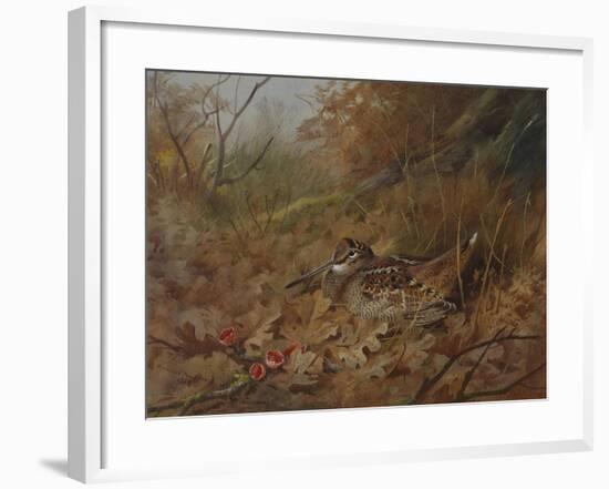 A Woodcock Nesting in Autumn Leaves-Archibald Thorburn-Framed Giclee Print