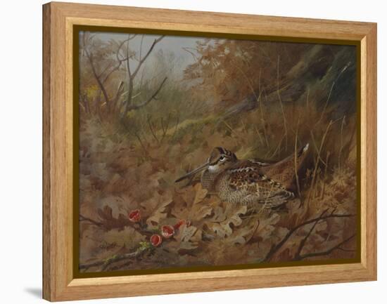 A Woodcock Nesting in Autumn Leaves-Archibald Thorburn-Framed Premier Image Canvas