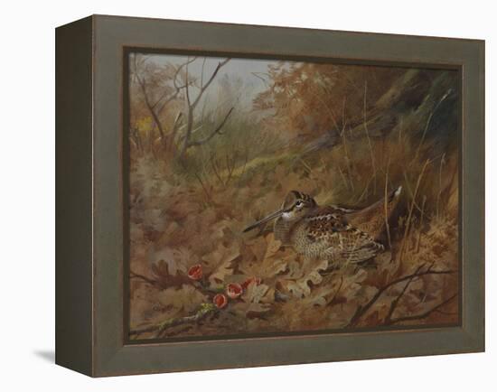 A Woodcock Nesting in Autumn Leaves-Archibald Thorburn-Framed Premier Image Canvas