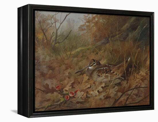 A Woodcock Nesting in Autumn Leaves-Archibald Thorburn-Framed Premier Image Canvas