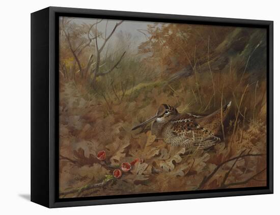 A Woodcock Nesting in Autumn Leaves-Archibald Thorburn-Framed Premier Image Canvas