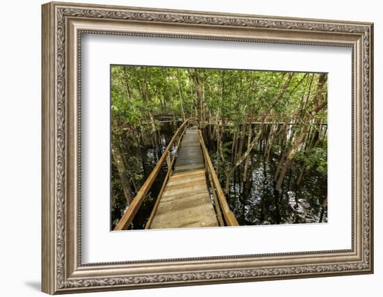 A wooden walkway at a jungle lodge above the Amazon River, Manaus, Brazil-James White-Framed Photographic Print