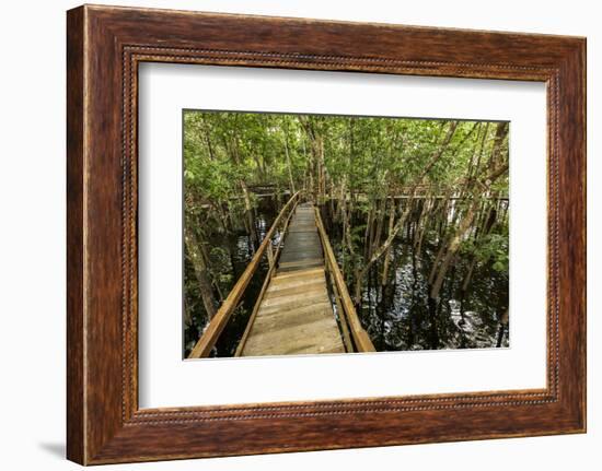 A wooden walkway at a jungle lodge above the Amazon River, Manaus, Brazil-James White-Framed Photographic Print