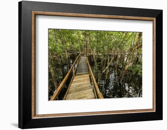 A wooden walkway at a jungle lodge above the Amazon River, Manaus, Brazil-James White-Framed Photographic Print