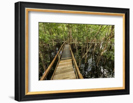 A wooden walkway at a jungle lodge above the Amazon River, Manaus, Brazil-James White-Framed Photographic Print