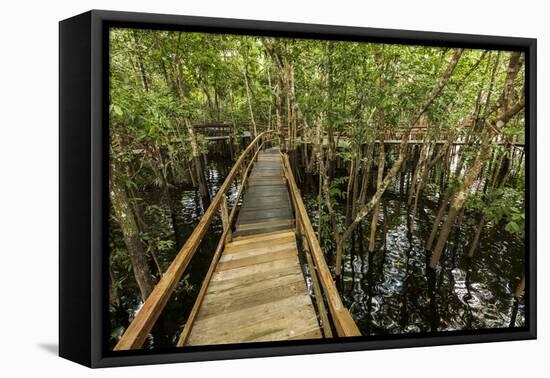 A wooden walkway at a jungle lodge above the Amazon River, Manaus, Brazil-James White-Framed Premier Image Canvas