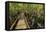 A wooden walkway at a jungle lodge above the Amazon River, Manaus, Brazil-James White-Framed Premier Image Canvas