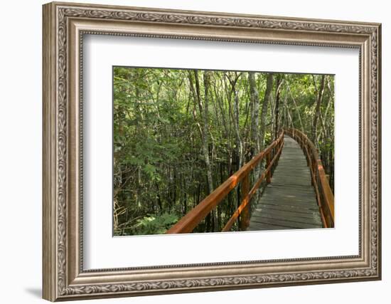 A wooden walkway at a jungle lodge above the Amazon River, Manaus, Brazil-James White-Framed Photographic Print