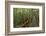 A wooden walkway at a jungle lodge above the Amazon River, Manaus, Brazil-James White-Framed Photographic Print