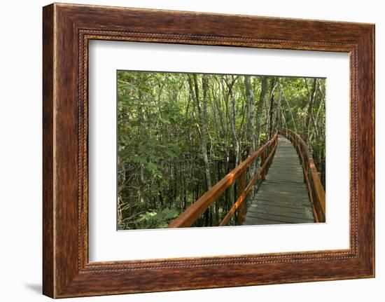 A wooden walkway at a jungle lodge above the Amazon River, Manaus, Brazil-James White-Framed Photographic Print