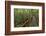 A wooden walkway at a jungle lodge above the Amazon River, Manaus, Brazil-James White-Framed Photographic Print