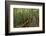 A wooden walkway at a jungle lodge above the Amazon River, Manaus, Brazil-James White-Framed Photographic Print