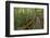 A wooden walkway at a jungle lodge above the Amazon River, Manaus, Brazil-James White-Framed Photographic Print