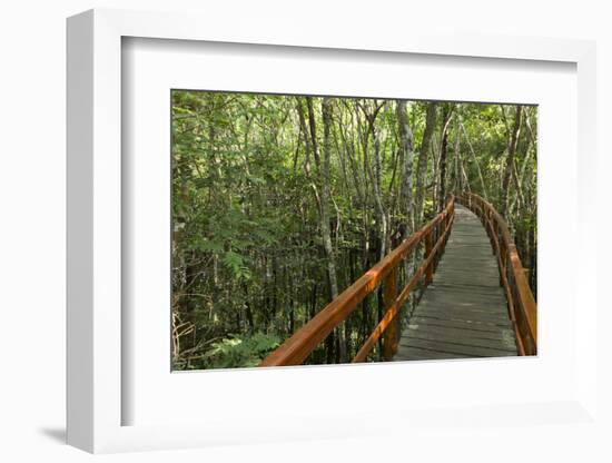 A wooden walkway at a jungle lodge above the Amazon River, Manaus, Brazil-James White-Framed Photographic Print