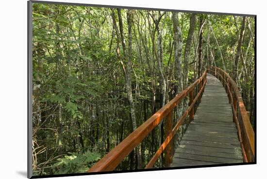 A wooden walkway at a jungle lodge above the Amazon River, Manaus, Brazil-James White-Mounted Photographic Print