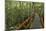 A wooden walkway at a jungle lodge above the Amazon River, Manaus, Brazil-James White-Mounted Photographic Print