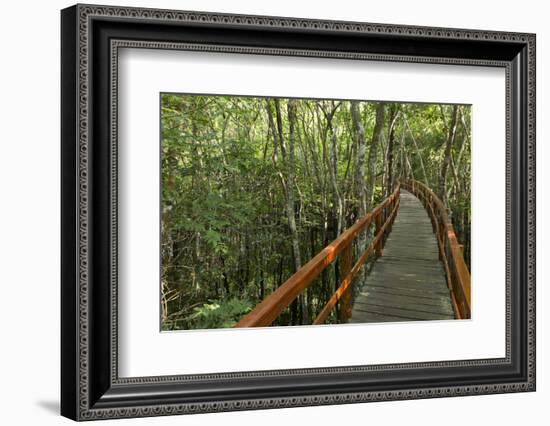 A wooden walkway at a jungle lodge above the Amazon River, Manaus, Brazil-James White-Framed Photographic Print