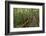 A wooden walkway at a jungle lodge above the Amazon River, Manaus, Brazil-James White-Framed Photographic Print