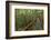 A wooden walkway at a jungle lodge above the Amazon River, Manaus, Brazil-James White-Framed Photographic Print