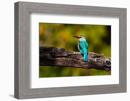 A woodland kingfisher with prey in its bill. Chobe River, Chobe National Park, Kasane, Botswana.-Sergio Pitamitz-Framed Photographic Print