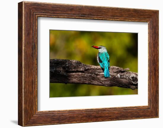 A woodland kingfisher with prey in its bill. Chobe River, Chobe National Park, Kasane, Botswana.-Sergio Pitamitz-Framed Photographic Print