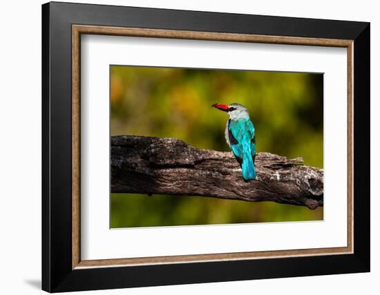 A woodland kingfisher with prey in its bill. Chobe River, Chobe National Park, Kasane, Botswana.-Sergio Pitamitz-Framed Photographic Print