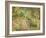 A Woodland Park-Spencer Frederick Gore-Framed Giclee Print