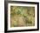 A Woodland Park-Spencer Frederick Gore-Framed Giclee Print