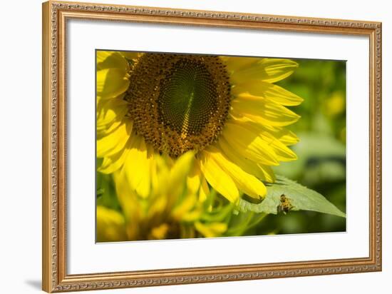 A Work in Progress-Eye Of The Mind Photography-Framed Photographic Print