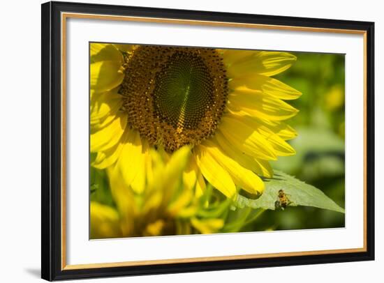 A Work in Progress-Eye Of The Mind Photography-Framed Photographic Print